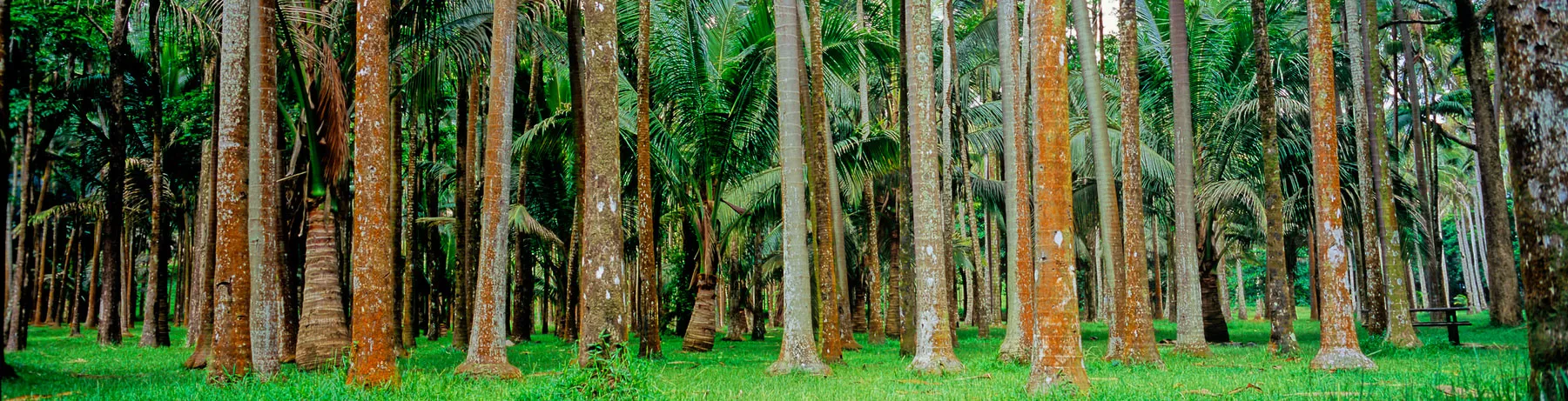 Maderas aserradas - Grupo Jannone